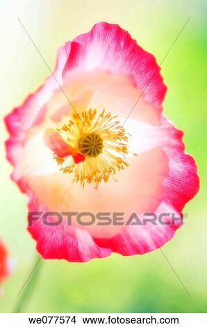 Pink Shirley Poppy. Papaver rhoeas. July 2007, Maryland, USA View Large Photo Image Picture - Pink Shirley Poppy. Papaver rhoeas. July 2007, Maryland, USA. Fotosearch