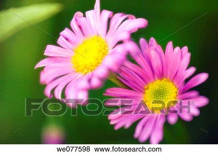 Stock Photo - Pink Swan River Daisies. Brachycome iberidifolia. June 2006, Maryland, USA. Fotosearch