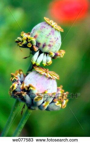 Poppy Seedheads. Papaver paeoniflorum. July 2007, Maryland, USA View Large Photo Image Stock Image - Poppy Seedheads. Papaver paeoniflorum. July 2007, Maryland, USA. Fotosearch