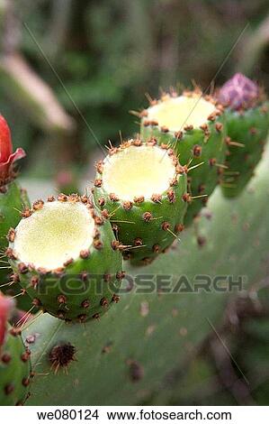 Prickly pear or Barbary fig (Opuntia ficus indica), young green fruits View Large Photo Image Picture - Prickly pear or Barbary fig (Opuntia ficus indica), young green fruits. Fotosearch