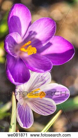 Purple and Striped Crocuses. Crocus vernus. March 2008. Maryland, USA. View Large Photo Image Stock Image - Purple and Striped Crocuses. Crocus vernus. March 2008. Maryland, USA.. Fotosearch