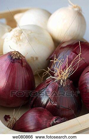 Purple and white onions View Large Photo Image Stock Photograph - Purple and white onions. Fotosearch