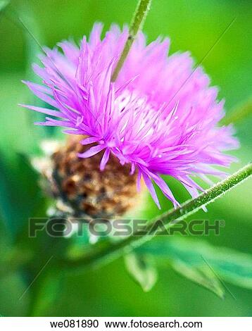 Stock Image - Purple Cornflower. Common Knapweed. Centaurea nigra. May 2008. Maryland, USA.. Fotosearch