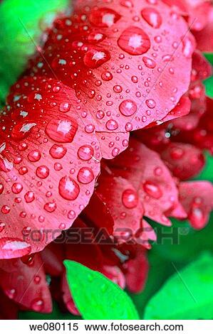Raindrops on a ruby peony View Large Photo Image Stock Photography - Raindrops on a ruby peony. Fotosearch