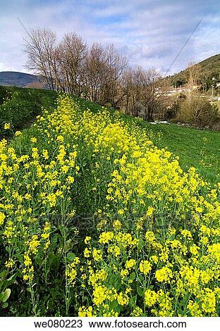 Ramales de la Victoria, Cantabria, Spain View Large Photo Image Stock Image - Ramales de la Victoria, Cantabria, Spain. Fotosearch