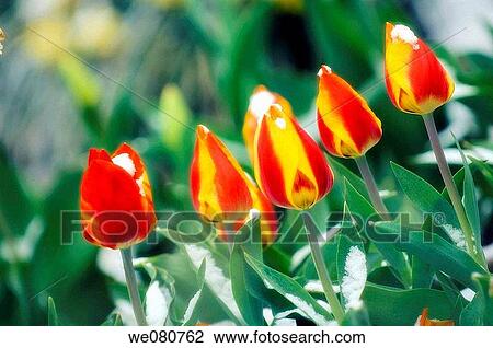 Red and Yellow Tulip Blossom Covered with Snow. Tulipa hybrid. April 2007. Maryland, USA. View Large Photo Image Stock Image - Red and Yellow Tulip Blossom Covered with Snow. Tulipa hybrid. April 2007. Maryland, USA.. Fotosearch