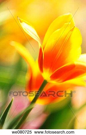 Red and Yellow Tulips. Tulipa hybrid. April 2007. Maryland, USA. View Large Photo Image Stock Photography - Red and Yellow Tulips. Tulipa hybrid. April 2007. Maryland, USA.. Fotosearch