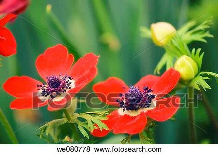 Red Anemone Poppies. Anemone coronaria. April 2007. Maryland, USA. View Large Photo Image Stock Photo - Red Anemone Poppies. Anemone coronaria. April 2007. Maryland, USA.. Fotosearch