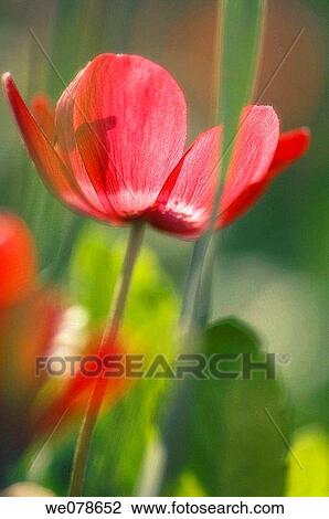 Red Anemone Poppy. Anemone coronaria. April 2007, Maryland, USA View Large Photo Image Stock Image - Red Anemone Poppy. Anemone coronaria. April 2007, Maryland, USA. Fotosearch