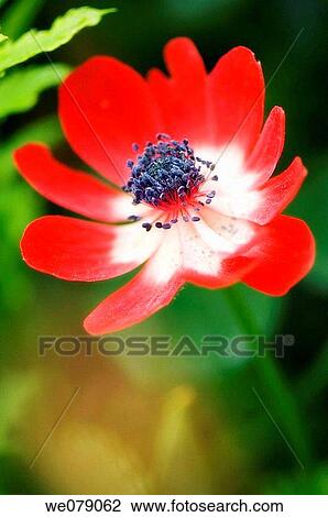 Red Anemone Poppy. Anemone coronaria. May 2007, Maryland, USA View Large Photo Image Stock Image - Red Anemone Poppy. Anemone coronaria. May 2007, Maryland, USA. Fotosearch