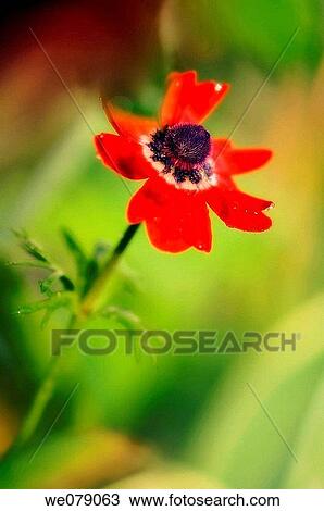Red Anemone Poppy. Anemone coronaria. May 2007, Maryland, USA View Large Photo Image Stock Image - Red Anemone Poppy. Anemone coronaria. May 2007, Maryland, USA. Fotosearch