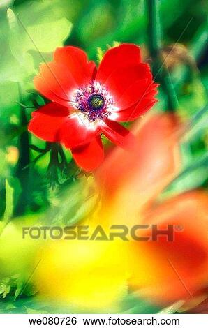 Red Anemone Poppy. Anemone coronaria. April 2007. Maryland, USA. View Large Photo Image Stock Photograph - Red Anemone Poppy. Anemone coronaria. April 2007. Maryland, USA.. Fotosearch