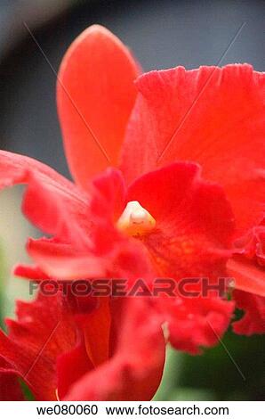 Red Cattlea Orchid. November 2007, Maryland, USA View Large Photo Image Stock Image - Red Cattlea Orchid. November 2007, Maryland, USA. Fotosearch