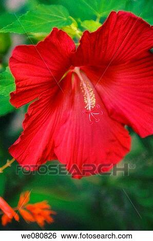 Red China Rose. Hibiscus hybrid. August 2005. Maryland, USA. View Large Photo Image Stock Photograph - Red China Rose. Hibiscus hybrid. August 2005. Maryland, USA.. Fotosearch