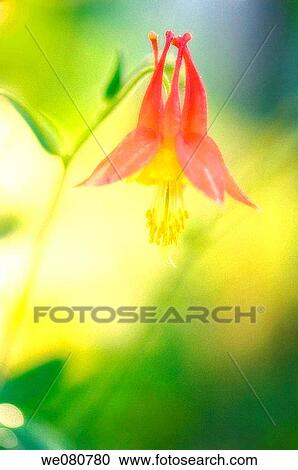 Red Colimbine. Aquilegia canadensis. May 2007. Maryland, USA View Large Photo Image Stock Image - Red Colimbine. Aquilegia canadensis. May 2007. Maryland, USA. Fotosearch