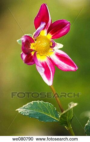 Red Dahlia Bloom. Dahlia hybrid. October 2007. Maryland, USA. View Large Photo Image Stock Image - Red Dahlia Bloom. Dahlia hybrid. October 2007. Maryland, USA.. Fotosearch