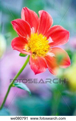 Red Dahlia Bloom. Dahlia hybrid. October 2007. Maryland, USA. View Large Photo Image Stock Image - Red Dahlia Bloom. Dahlia hybrid. October 2007. Maryland, USA.. Fotosearch