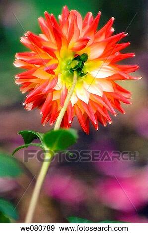 Red Dahlia Bloom. Dahlia hybrid. October 2007. Maryland, USA. View Large Photo Image Stock Photo - Red Dahlia Bloom. Dahlia hybrid. October 2007. Maryland, USA.. Fotosearch