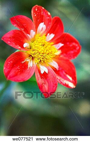 Red Dahlia Bloom. October 2007, Maryland, USA View Large Photo Image Stock Image - Red Dahlia Bloom. October 2007, Maryland, USA. Fotosearch