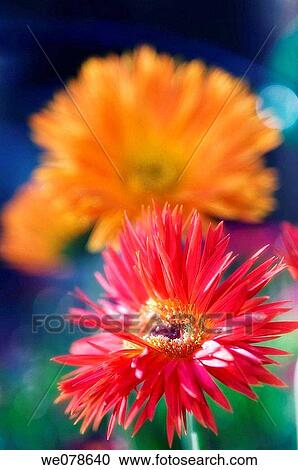 Red Gerbera Daisy. Gerbera jamesonii. May 2006, Maryland, USA View Large Photo Image Stock Image - Red Gerbera Daisy. Gerbera jamesonii. May 2006, Maryland, USA. Fotosearch