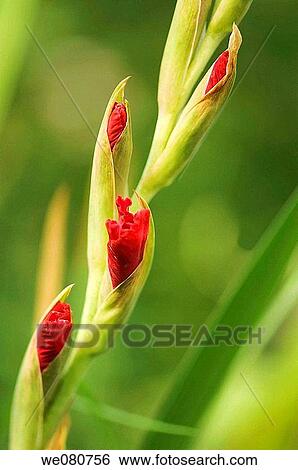 Red Gladiolus in Bud. Gladiolus hybrid. April 2008. Maryland, USA. View Large Photo Image Stock Photograph - Red Gladiolus in Bud. Gladiolus hybrid. April 2008. Maryland, USA.. Fotosearch