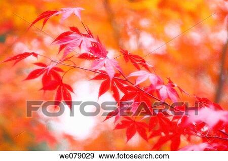 Red Japanese Maple in Autumn. Acer palmatum. November 2007, Maryland, USA View Large Photo Image Stock Photo - Red Japanese Maple in Autumn. Acer palmatum. November 2007, Maryland, USA. Fotosearch
