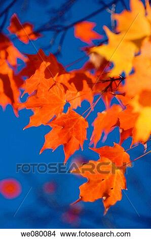 Red Maple Leaves, Blue Sky. Acer saccharum. October 2007, Maryland, USA View Large Photo Image Picture - Red Maple Leaves, Blue Sky. Acer saccharum. October 2007, Maryland, USA. Fotosearch