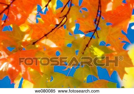 Red Maple Leaves, Blue Sky. Acer rubrum. October 2007, Maryland, USA View Large Photo Image Stock Photography - Red Maple Leaves, Blue Sky. Acer rubrum. October 2007, Maryland, USA. Fotosearch