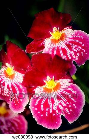 Red Miltoniopsis Orchid. November 2007, Maryland, USA View Large Photo Image Stock Photo - Red Miltoniopsis Orchid. November 2007, Maryland, USA. Fotosearch