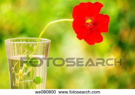 Red Nasturcia. Nasturcium majus. Tropaeolum majus. April 2008. Maryland, USA. View Large Photo Image Stock Image - Red Nasturcia. Nasturcium majus. Tropaeolum majus. April 2008. Maryland, USA.. Fotosearch