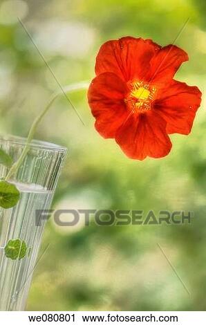Red Nasturcia. Nasturcium majus. Tropaeolum majus. April 2008. Maryland, USA. View Large Photo Image Stock Image - Red Nasturcia. Nasturcium majus. Tropaeolum majus. April 2008. Maryland, USA.. Fotosearch