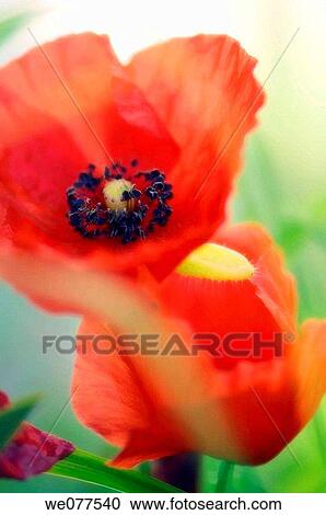 Red Poppies. Papaver rhoeas. June 2006, Maryland, USA View Large Photo Image Stock Image - Red Poppies. Papaver rhoeas. June 2006, Maryland, USA. Fotosearch