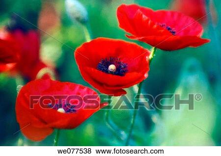 Red Poppies. Papaver rhoeas. June 2006, Maryland, USA View Large Photo Image Stock Photo - Red Poppies. Papaver rhoeas. June 2006, Maryland, USA. Fotosearch
