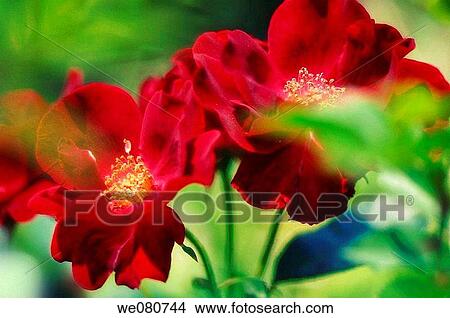 Red Rose Flower Duo. Rosa hybrid. May 2007. Maryland, USA. View Large Photo Image Picture - Red Rose Flower Duo. Rosa hybrid. May 2007. Maryland, USA.. Fotosearch