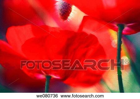 Red Shirley Poppies. Papaver rhoeas. June 2006. Maryland, USA. View Large Photo Image Stock Photograph - Red Shirley Poppies. Papaver rhoeas. June 2006. Maryland, USA.. Fotosearch