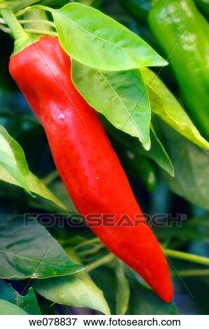 Red Sweet Pepper Growing. Capsicum annuum. September 2007, Maryland, USA View Large Photo Image Stock Photo - Red Sweet Pepper Growing. Capsicum annuum. September 2007, Maryland, USA. Fotosearch