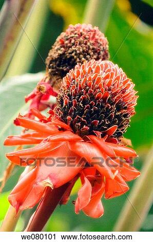 Red Torch Ginger. Etlingera elatior. September 2007, Maryland, USA View Large Photo Image Stock Image - Red Torch Ginger. Etlingera elatior. September 2007, Maryland, USA. Fotosearch