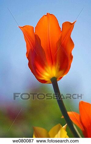 Red Tulip. Tulipa hybrid. April 2007, Maryland, USA View Large Photo Image Stock Photo - Red Tulip. Tulipa hybrid. April 2007, Maryland, USA. Fotosearch