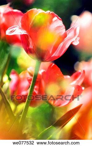 Red Tulips. Tulipa hybrid. April 2007, Maryland, USA View Large Photo Image Stock Image - Red Tulips. Tulipa hybrid. April 2007, Maryland, USA. Fotosearch