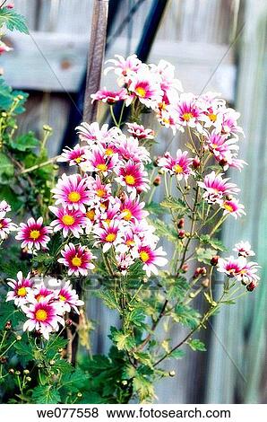 Red White and Yellow Chrysanthemum Flowers. Dendranthema grandiflora. November 2007, Maryland, USA View Large Photo Image Stock Photo - Red White and Yellow Chrysanthemum Flowers. Dendranthema grandiflora. November 2007, Maryland, USA. Fotosearch