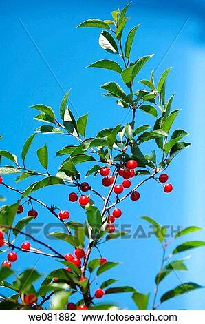 Ripe Red Sour Cherries Growing on a Tree. Prunus cerasus. June 2006. Maryland, USA. View Large Photo Image Stock Image - Ripe Red Sour Cherries Growing on a Tree. Prunus cerasus. June 2006. Maryland, USA.. Fotosearch