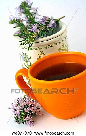 Rosemary (Rosmarinus officinalis) infusion View Large Photo Image Stock Image - Rosemary (Rosmarinus officinalis) infusion. Fotosearch