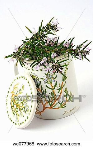 Rosemary (Rosmarinus officinalis) infusion View Large Photo Image Stock Photo - Rosemary (Rosmarinus officinalis) infusion. Fotosearch