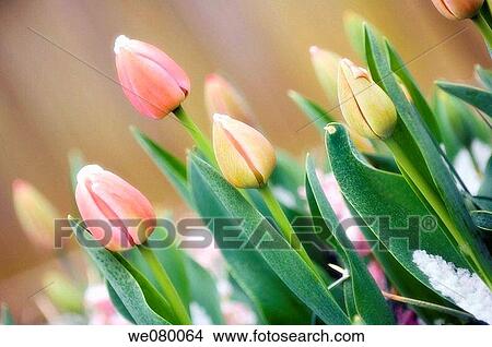 Rulip Buds Covered with Snow. Tulipa hybrid. April 2006, Maryland, USA View Large Photo Image Picture - Rulip Buds Covered with Snow. Tulipa hybrid. April 2006, Maryland, USA. Fotosearch