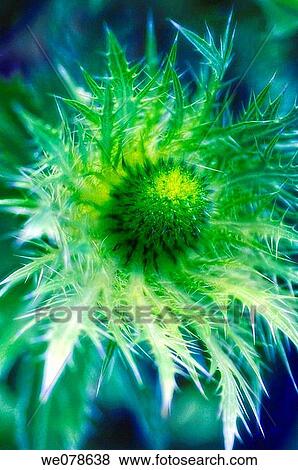 Sea Holly. Eryngium maritimum. May 2005, Maryland, USA View Large Photo Image Stock Photo - Sea Holly. Eryngium maritimum. May 2005, Maryland, USA. Fotosearch