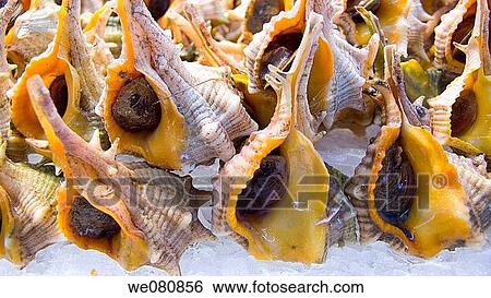 Sea snails View Large Photo Image Stock Photograph - Sea snails. Fotosearch