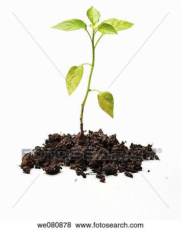 Seedling View Large Photo Image Stock Photo - Seedling. Fotosearch