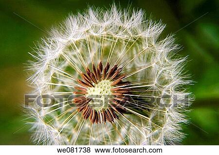 Seeds of Dandelion (Taraxacum officinale) View Large Photo Image Stock Photo - Seeds of Dandelion (Taraxacum officinale). Fotosearch