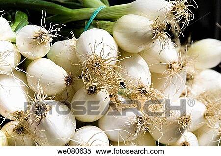 Shallots View Large Photo Image Stock Photography - Shallots. Fotosearch