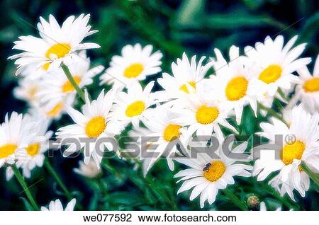 Shasta Daisies. Leucanthemum x superbum. July 2007, Maryland, USA View Large Photo Image Stock Image - Shasta Daisies. Leucanthemum x superbum. July 2007, Maryland, USA. Fotosearch